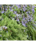 Розмарин лекарственный Корсикан Блю | Rosmarinus officinalis Corsican Blue | Розмарин лікарський Корсікан Блю